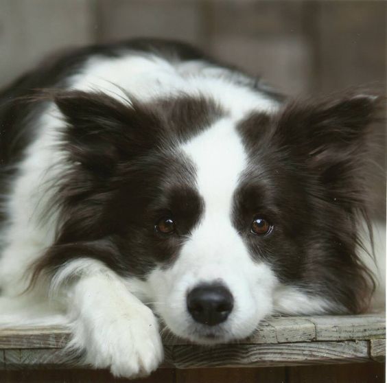 border collie gedragsproblemen